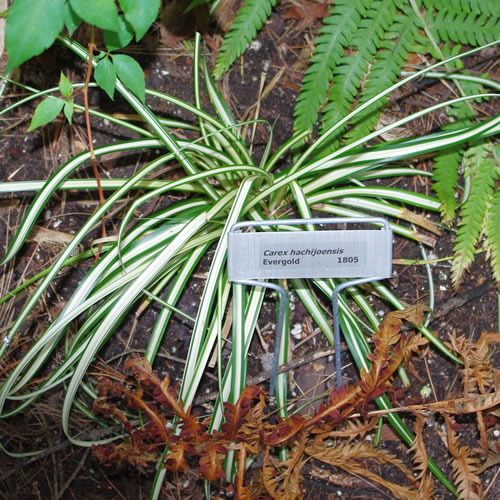 Carex hachijoensis Evergold